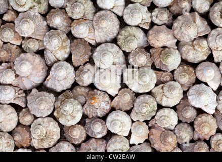 Coquillages naturels l'arrière-plan. Collection de coquillages en spirale à partir de la Mer Noire Banque D'Images