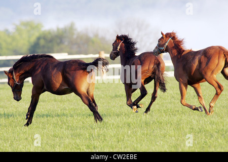 Les chevaux le matin dans le paddock Banque D'Images