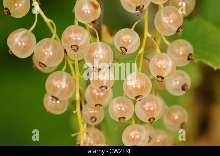 La groseille blanc (whitecurrant), parfois appelée la groseille rose ou jaune, est un membre du genre Ribes. Banque D'Images