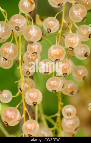 La groseille blanc (whitecurrant), parfois appelée la groseille rose ou jaune, est un membre du genre Ribes. Banque D'Images