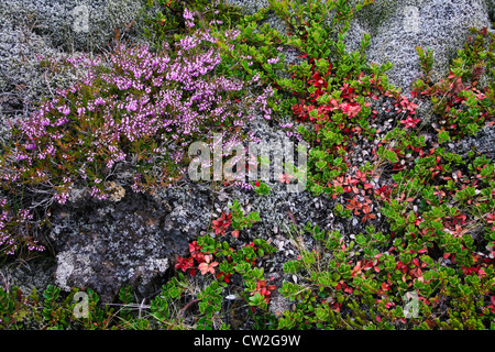 Le thym sauvage,Thymus praecox subsp. articus, lichen et de Rennes et d'autres végétaux croissant sur des roches de lave en Islande, Europe, botanicals, image de la terre Banque D'Images