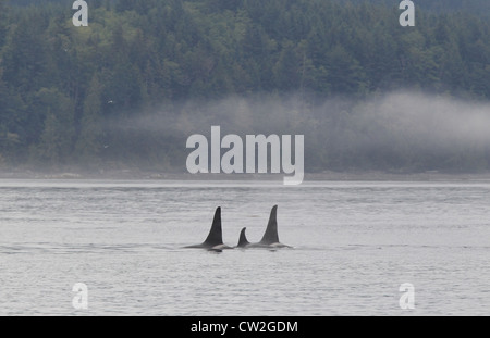 L'Épaulard Orcinus orca le détroit de Johnstone British Columbia Canada Banque D'Images