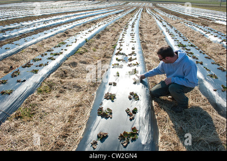 Agriculteur dans la rangée des plants de fraisier sur plastique Banque D'Images