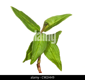 Feuilles de coriandre vietnamienne en herbe plantes isolés contre macro fond blanc Banque D'Images