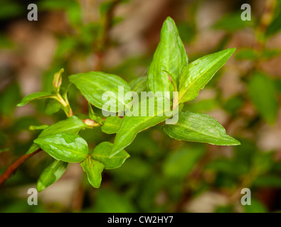 Feuilles de coriandre vietnamienne en herbe plantes macro avec gouttes de pluie Banque D'Images