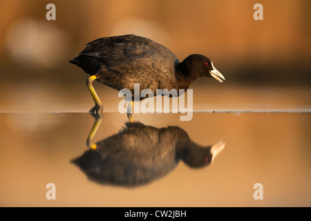 Foulque macroule (Fulica atra) faim Banque D'Images