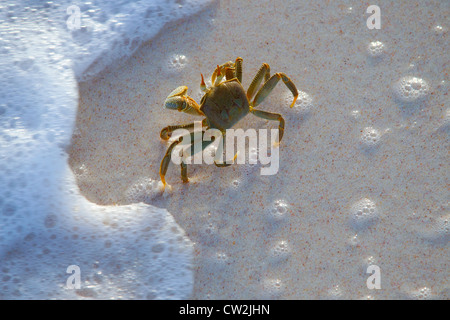 Le crabe fantôme cornu (Ocypode) ceratopthalnus sur mer. Cousine Island.Seychelles.Dist. Les îles tropicales et des océans dans le monde entier. Banque D'Images