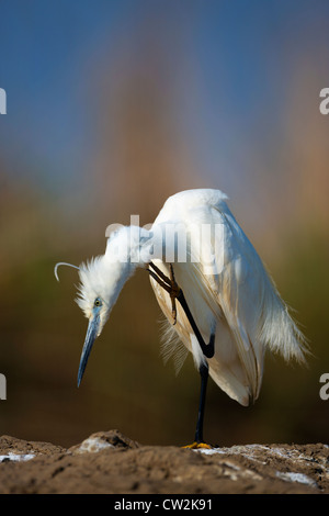 L'Aigrette garzette (Egretta garzetta).Faim Banque D'Images