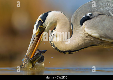 Héron cendré (Ardea cinerea) avec un poisson dans son bec.Faim Banque D'Images