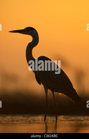 Silhouette d'héron cendré (Ardea cinerea) au lever du soleil.Faim Banque D'Images