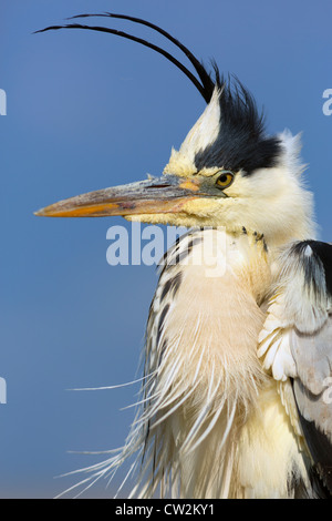 Héron cendré (Ardea cinerea) faim Banque D'Images