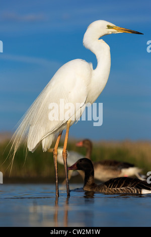 Grande aigrette (Ardea alba) faim Banque D'Images
