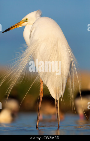 Grande aigrette (Ardea alba) faim Banque D'Images