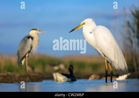 Grande aigrette (Ardea alba) et Héron cendré (Ardea cinerea) en arrière-plan. Faim Banque D'Images