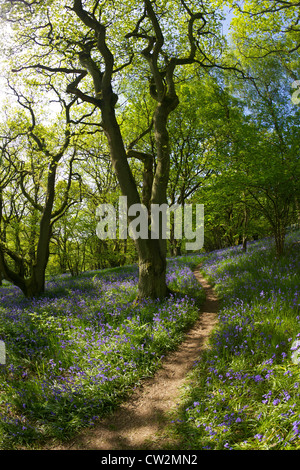 English bluebells en mai, Hyacinthoides non-scripta, et d'anciennes forêts de chênes sessiles, Quercus petraea, Shropshire Banque D'Images