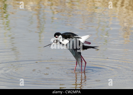 Échasse d'Amérique (race) - L'accouplement Himantopus himantopus mexicanus South Padre Island, Texas USA BI023347 Banque D'Images