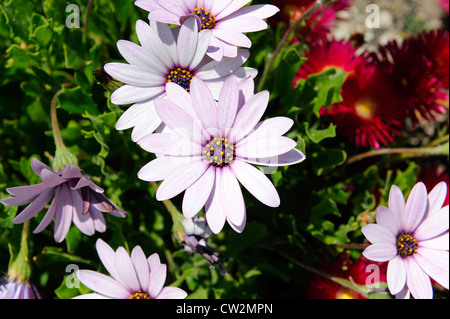 Des fleurs sur l'île de Santorin Grèce Mer Egée Croisière Méditerranée Banque D'Images