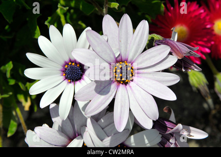 Des fleurs sur l'île de Santorin Grèce Mer Egée Croisière Méditerranée Banque D'Images