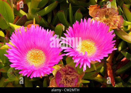 Des fleurs sur l'île de Santorin Grèce Mer Egée Croisière Méditerranée Banque D'Images