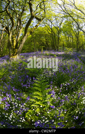 English bluebells en mai, Hyacinthoides non-scripta, et d'anciennes forêts de chênes sessiles, Quercus petraea, Shropshire Banque D'Images
