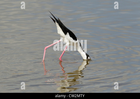 Échasse d'Amérique (race) - alimentation Himantopus himantopus mexicanus South Padre Island, Texas USA BI023352 Banque D'Images