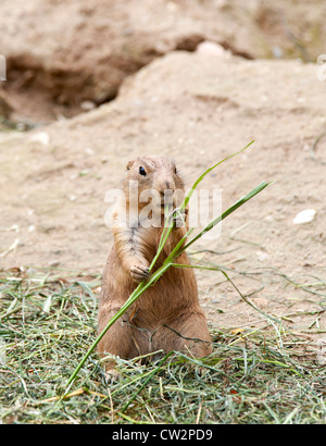 Alimentation Chien de prairie Banque D'Images