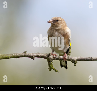 Chardonneret mineur sur une branche d'arbre. (Carduelis carduelis) Banque D'Images