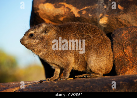 Hyrax (Procavia capensis Rock). La Namibie Banque D'Images