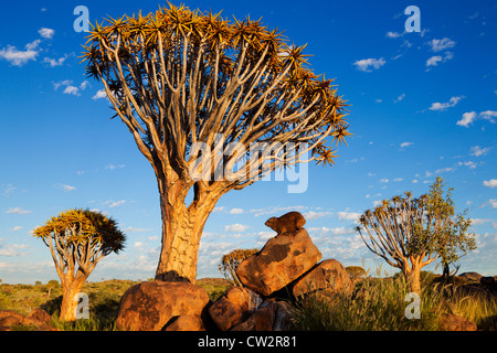 Hyrax (Procavia capensis Rock). La Namibie Banque D'Images