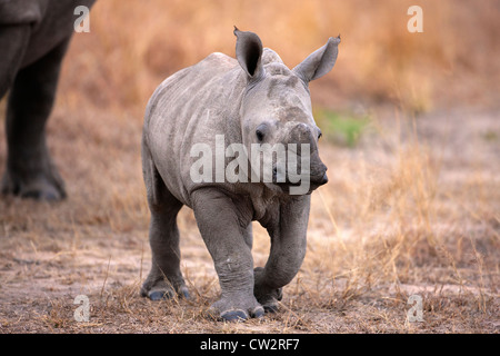 Vue avant du rhinocéros bébé marcher avec la mère Banque D'Images