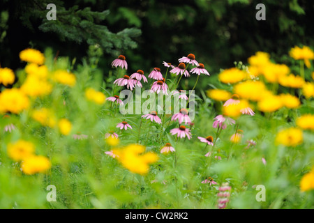 L'échinacée (Echinacea angustifolia) avec une plus grande, heliopsis Sudbury, Ontario, Canada Banque D'Images