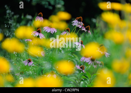 L'échinacée (Echinacea angustifolia) avec une plus grande, heliopsis Sudbury, Ontario, Canada Banque D'Images