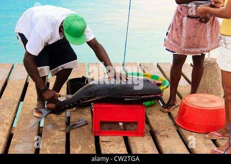 Le poisson frais et les pêcheurs de Santa Maria, île de Sal, Cap-Vert afrique Banque D'Images