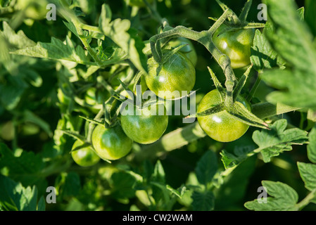 Plant de tomate cerise. Banque D'Images