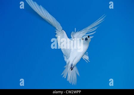 White fairy tern Gygis alba).(Les Seychelles. Banque D'Images