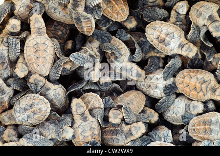 Masse de la tortue imbriquée (Eretmochelys imbricata). Espèces menacées.Seychelles Banque D'Images