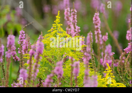 La Salicaire (Lythrum salicaria) Houghton (Solidago spp.) l'Île Manitoulin- Sheguiandah, Ontario, Canada Banque D'Images