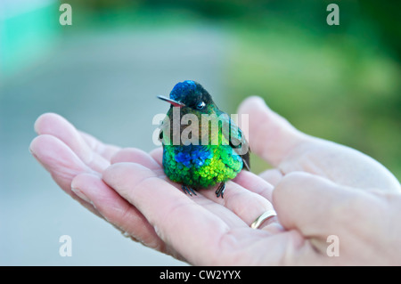 Le colibri à Fiery mâles adultes assis sur des personnes part, après une collision avec fenêtre, Costa Rica, Amérique Centrale Banque D'Images