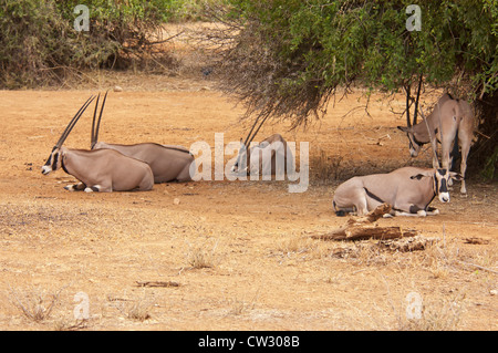 Oryx de beisa (Oryx beisa) groupe d'adultes se trouvant sous un arbre, Samburu, Kenya, Afrique de l'Est Banque D'Images