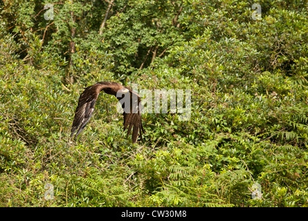 Steppe russe Eagle en vol Banque D'Images