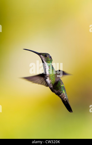 Green-breasted Mango (Anthracothorax prevostii gracilirostris), vert-breasted sous-espèces, femme Banque D'Images