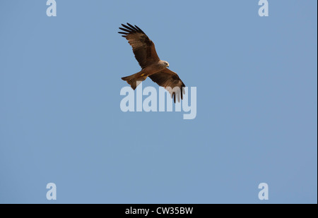 Milan noir Milvus migrans] [oiseau de proie planeur dans ciel bleu clair dans le Parc National Monfrague, Estrémadure, Espagne, Europe. Banque D'Images