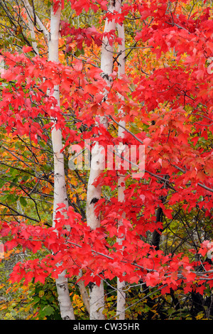 L'Érable rouge (Acer rubrum) Feuillage de l'automne avec des troncs de bouleau blanc, Grand Sudbury, Ontario, Canada Banque D'Images