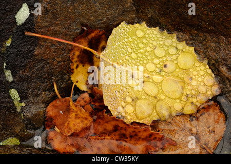 Feuilles d'automne tombées avec les gouttes de pluie, le Grand Sudbury, Ontario, Canada Banque D'Images