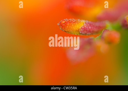 Crocosmia genre Iridaceae coppertips chute d'étoiles fleurs montbretia contre lame mince vert feuilles Banque D'Images
