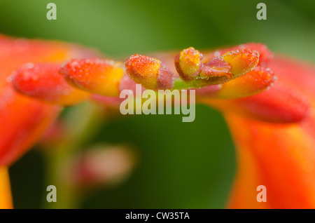 Crocosmia genre Iridaceae coppertips chute d'étoiles fleurs montbretia contre lame mince vert feuilles Banque D'Images