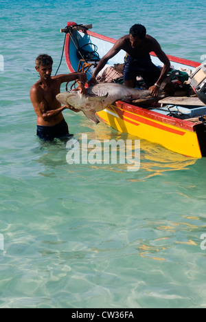 Les pêcheurs de requins sur la plage Qalansiya, île de Socotra, au Yémen, en Asie occidentale, Péninsule Arabique. Banque D'Images