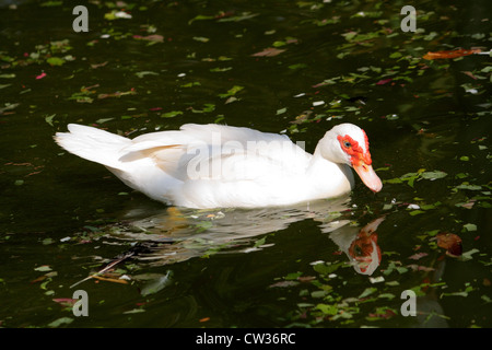 Muscovy Duck, Blanc (Cairina moschata) Banque D'Images