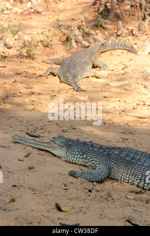 Gavialis gangeticus gharial,, crocodile, Kerala, Inde Banque D'Images