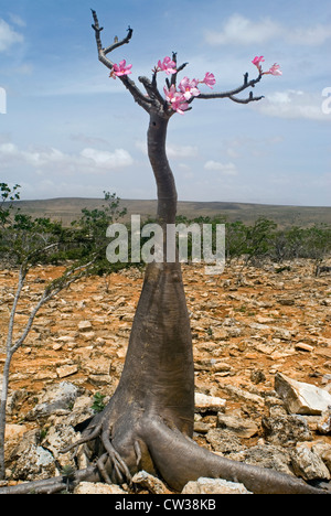 Arbre bouteille floraison (Adenium obesum),sur le plateau de Dixam, île de Socotra, au Yémen, en Asie occidentale, Péninsule Arabique. Banque D'Images